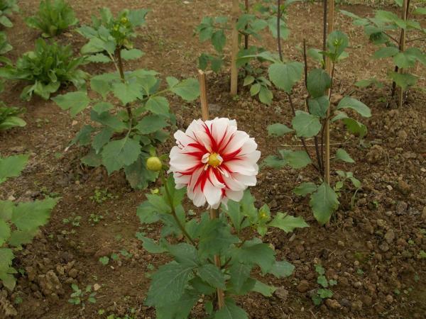 Dahlia