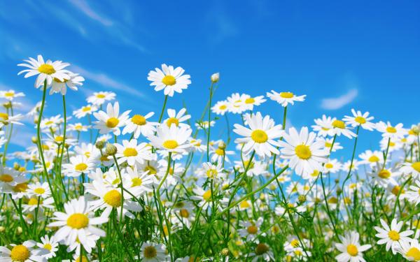 Daisies