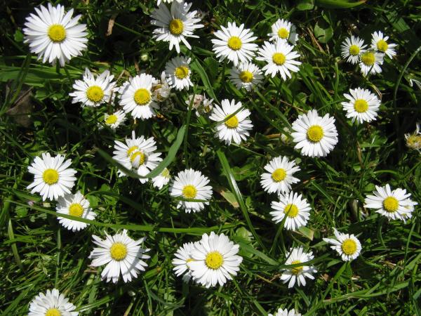 Daisies