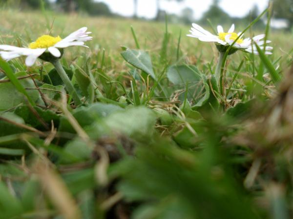 Daisies