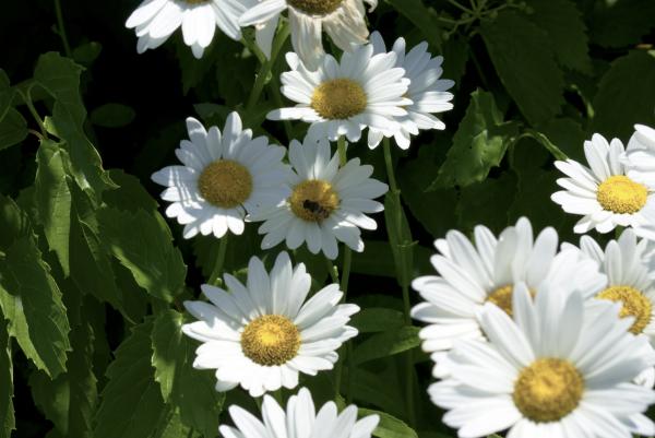 Daisies