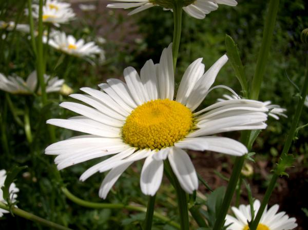 Daisy