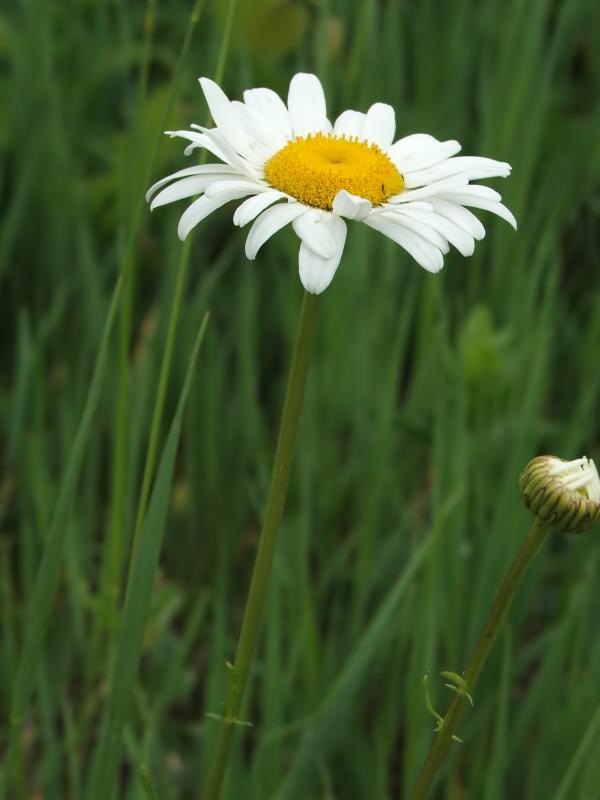 Daisy