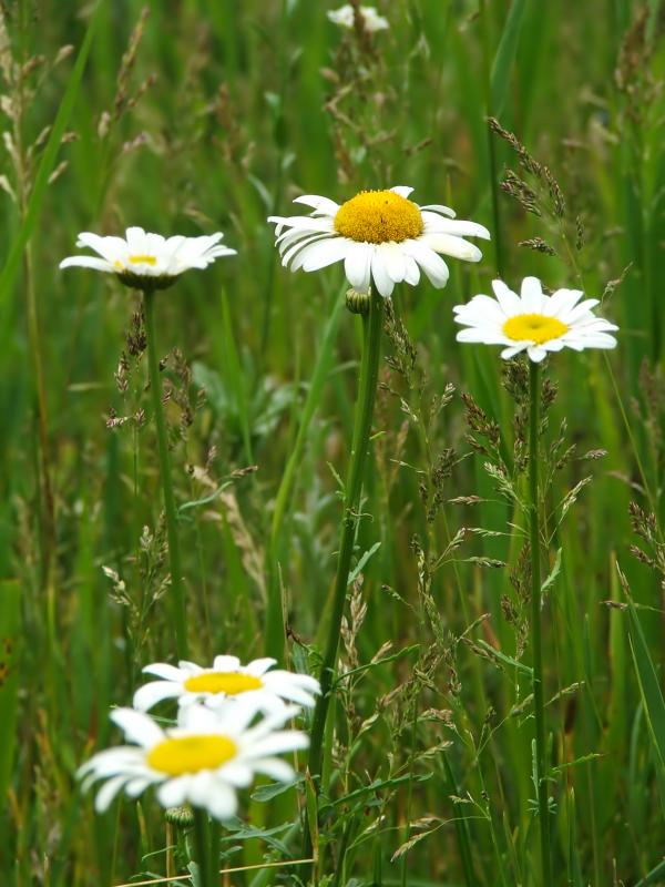 Daisy