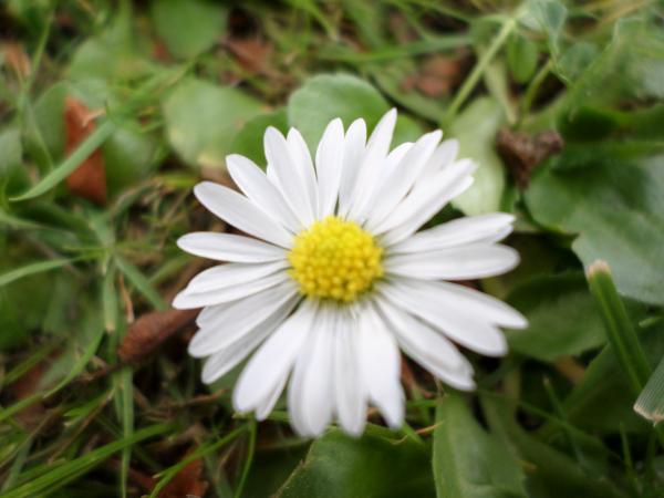 Daisy