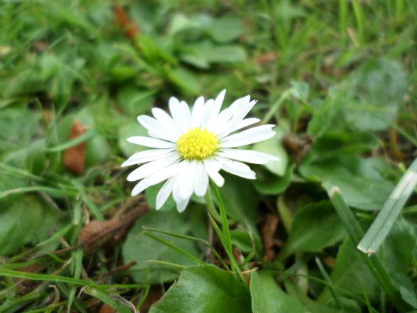 Daisy