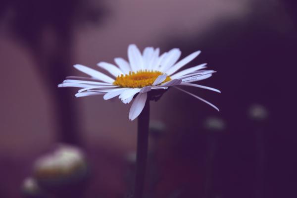 Daisy