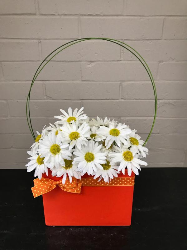 Daisy
