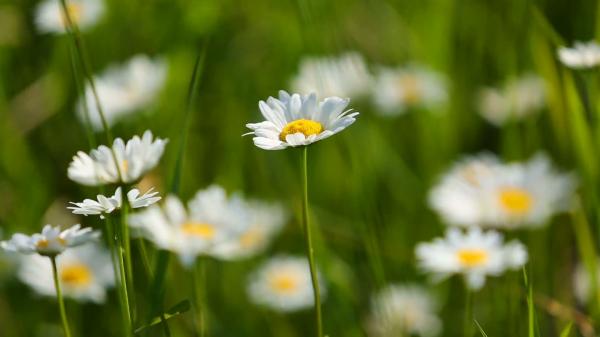 Daisy DOF