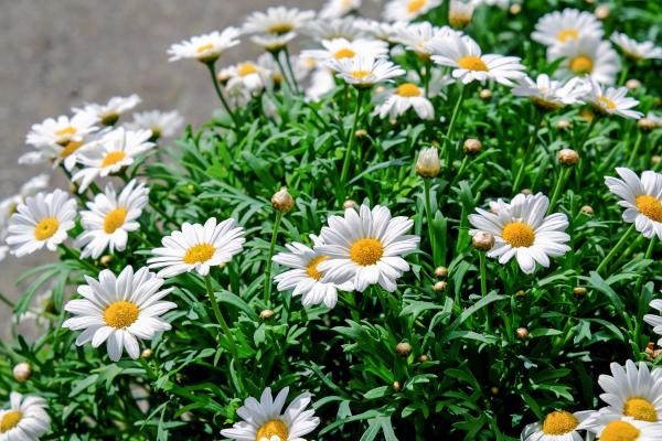 Daisy Garden