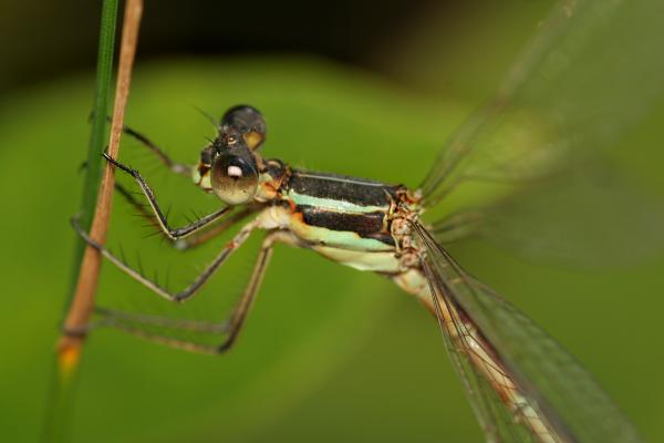 Damselfly