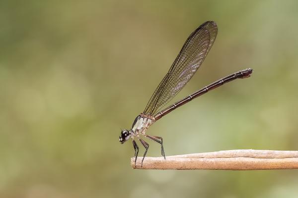 Damselfly on a branch