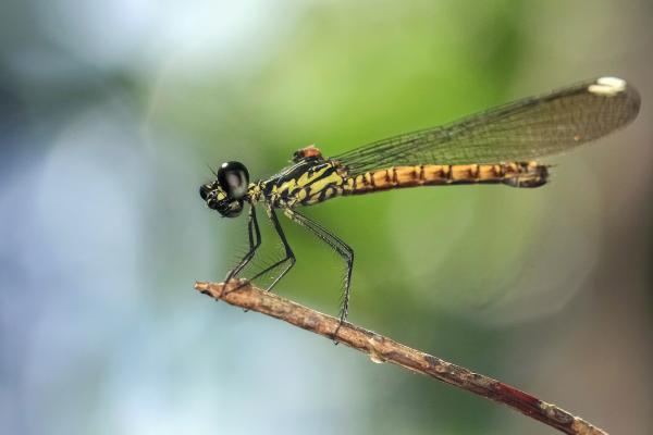Damselfly