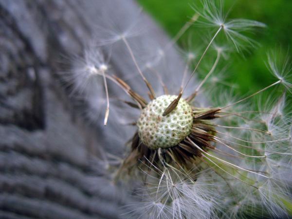 Dandelion