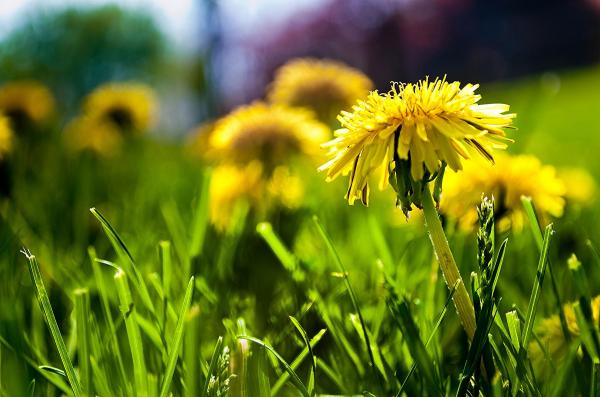 Dandelions