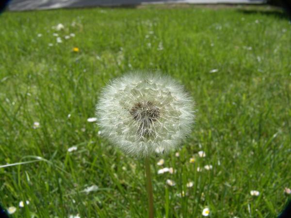 Dandelion