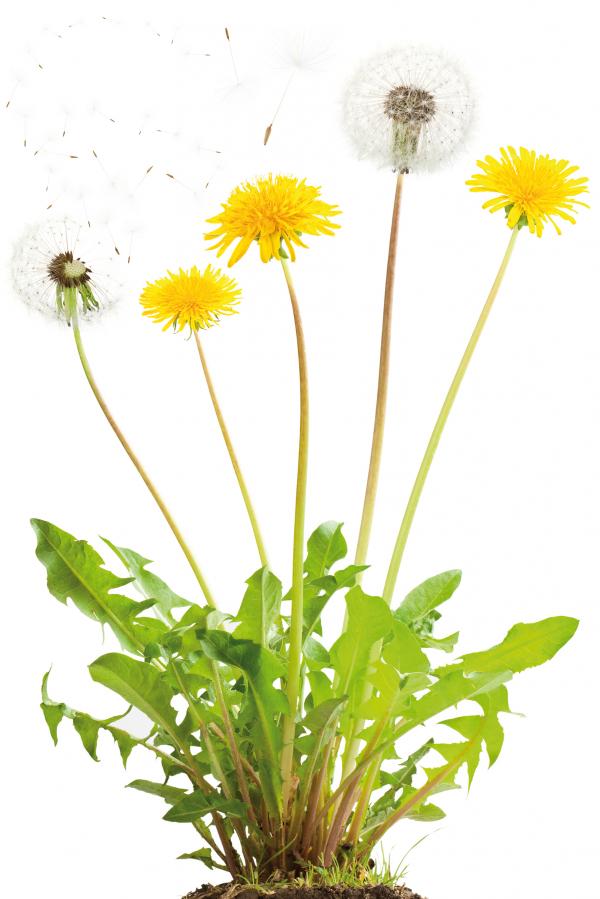 Dandelion