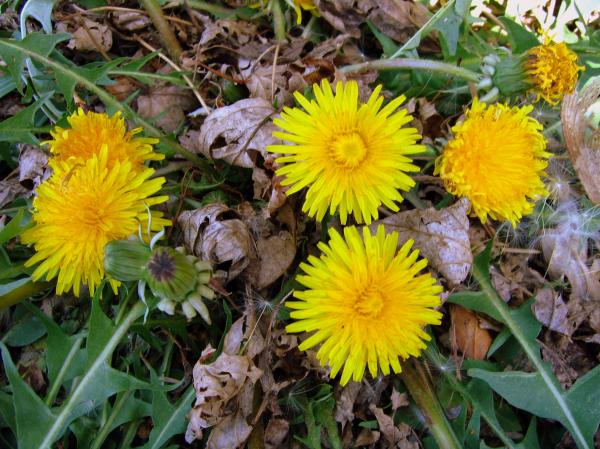 Dandelions