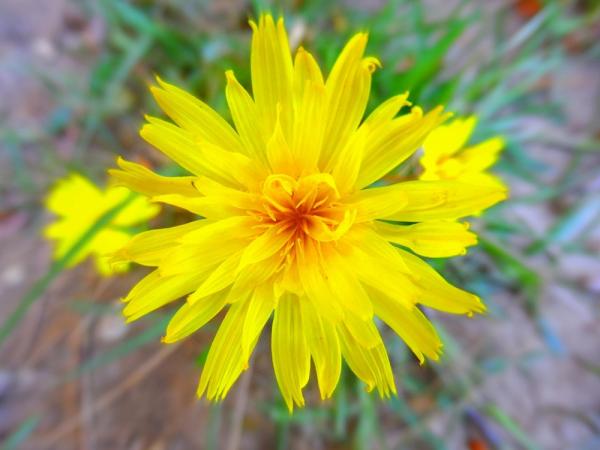 Dandelion