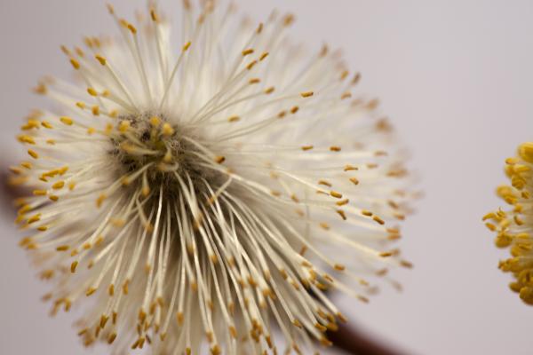 Dandelion