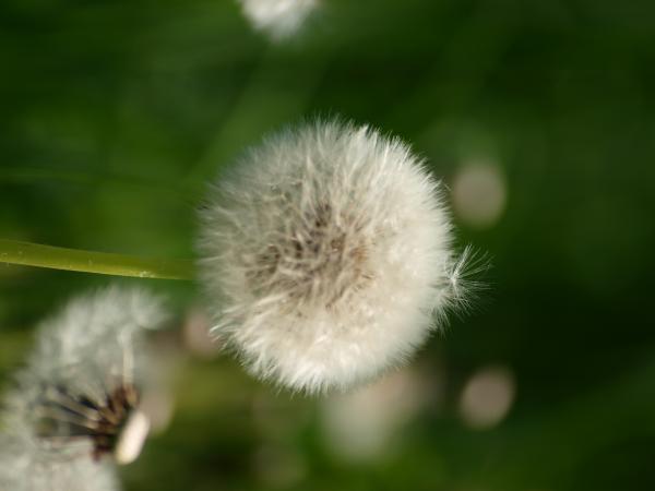 Dandelion