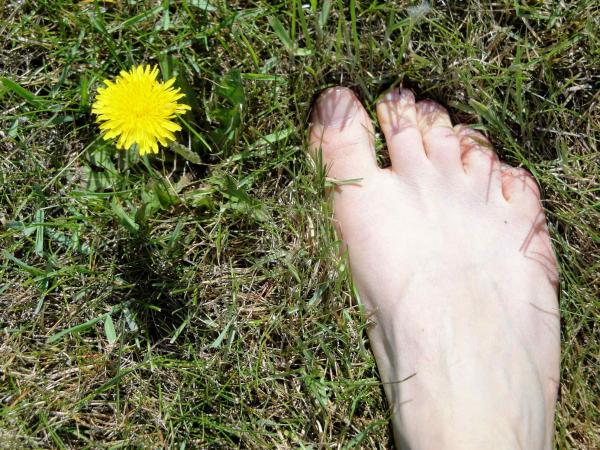 Dandelion Flower