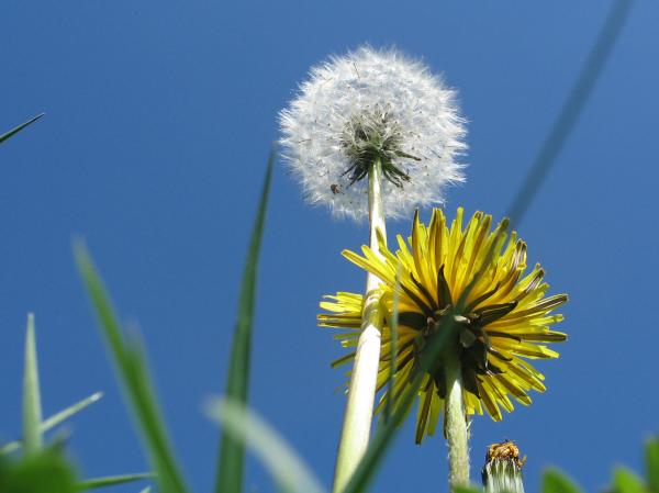 Dandelion