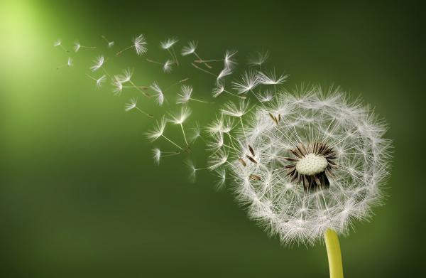 Dandelion Clock
