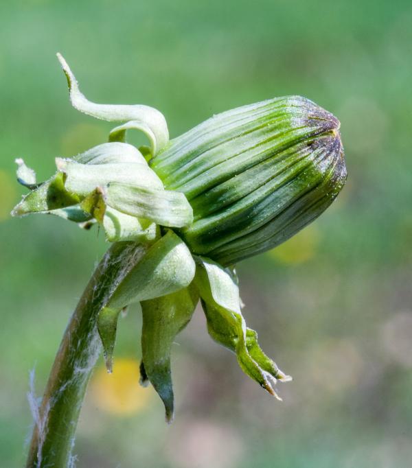 Dandelion flower