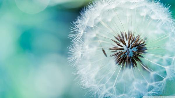 Dandelion flower