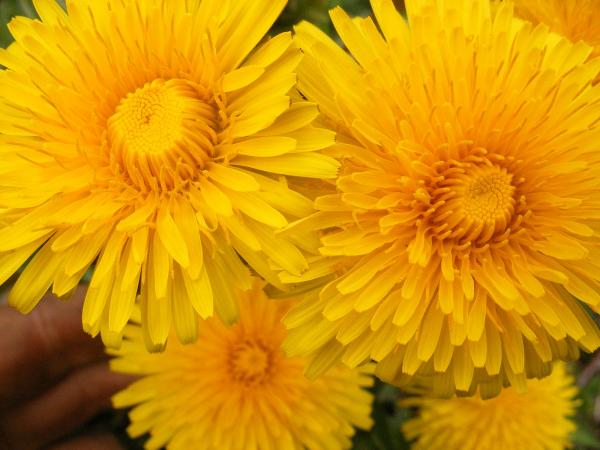 Dandelion flower