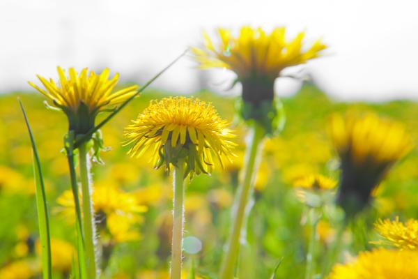 Dandelions