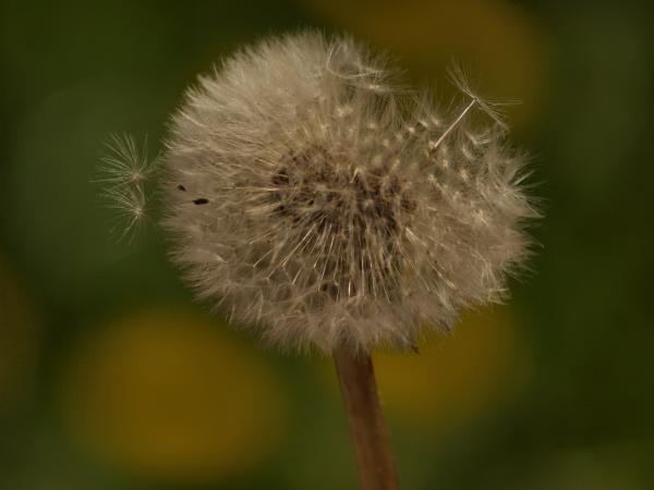 Dandellion