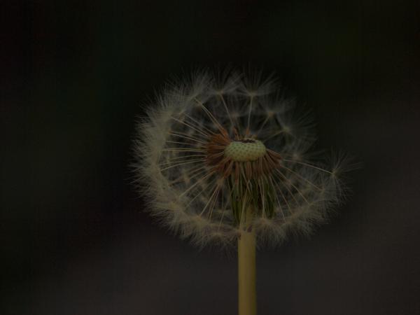 Dandellion