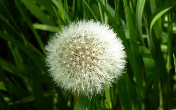 Dandy Lion