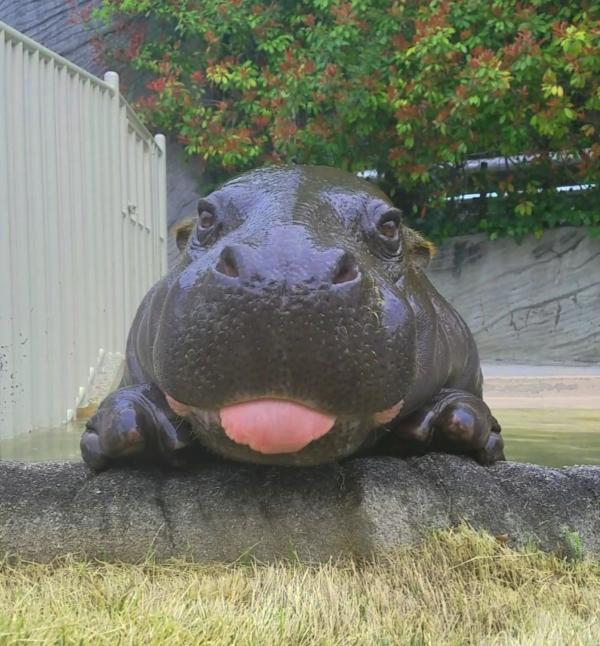 Dangerous hippo