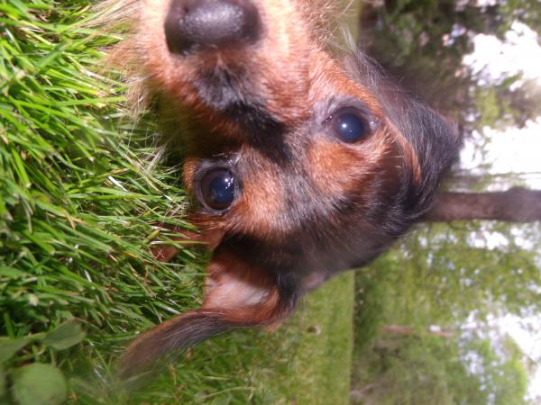 Dapple Dachshund's Great Big World