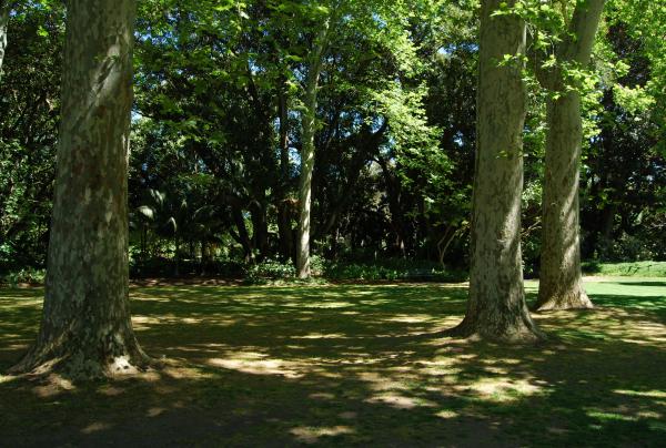 Dappled Shade