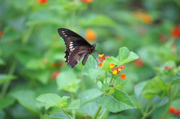 Dark butterfly