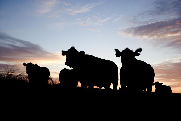 Dark Cattle