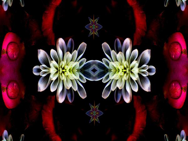 Dark Petals