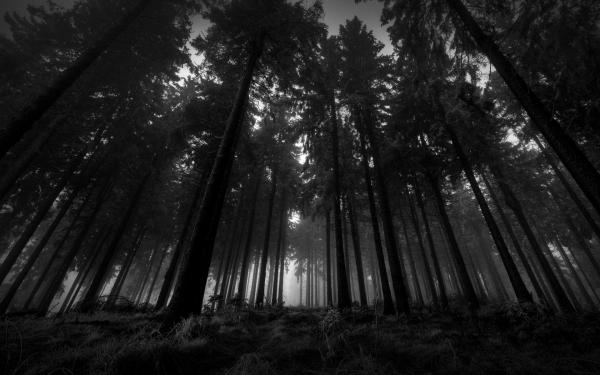 Woods
