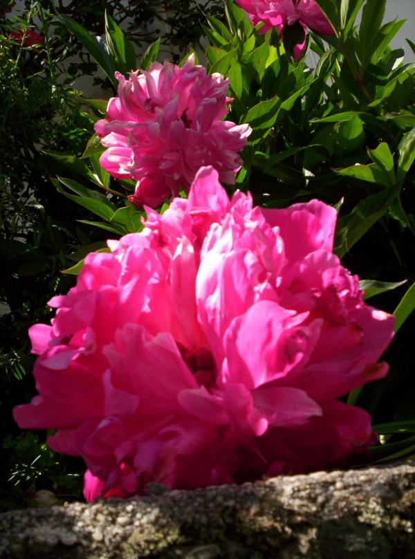 Das Low Engel Paeony