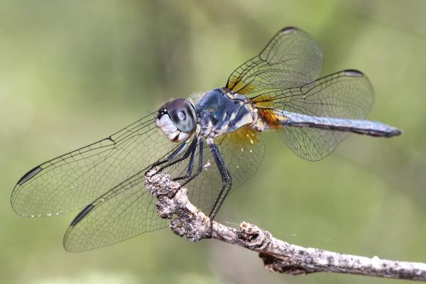 DASHER, BLUE (Pachydiplax longipennis) (7-9-12) male, patagonia lake, scc, az -01