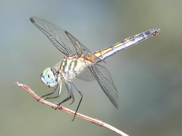 DASHER, BLUE (Pachydiplax longipennis) (9-7-11) patagonia lake state park, scc, az -02