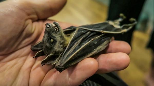 Dead Bat