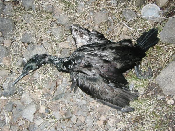Dead bird