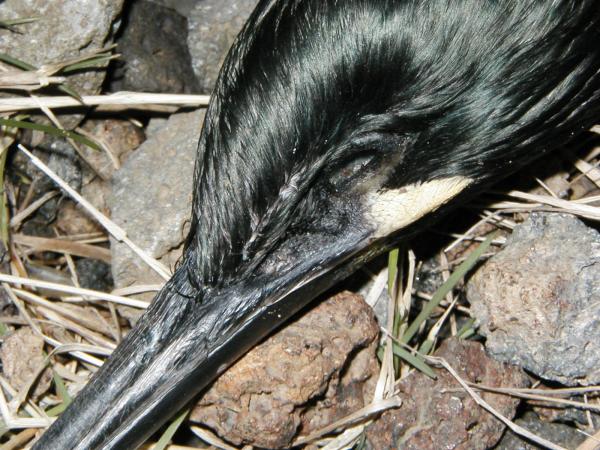 Dead bird closeup