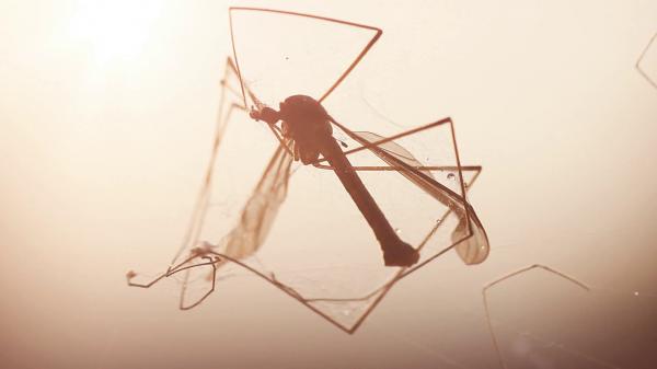 Dead crane fly