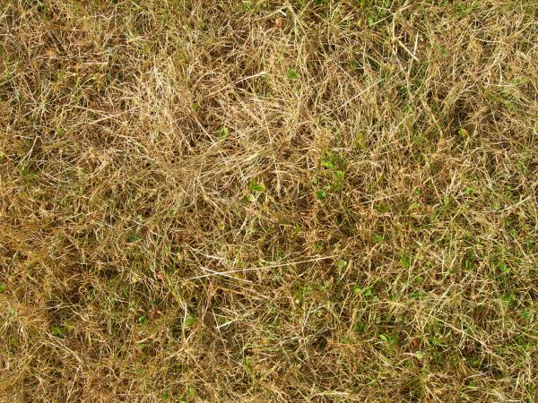 Dead Grass
